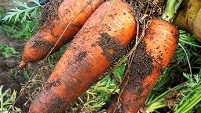 🥕 유기농 당근 5kg 솔직 후기! 놓치면 손해 😲